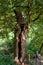 A big tree open in half, Hampstead health, UK