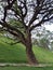 Big Tree at Peradeniya University, Sri Lanka