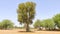 Big tree of prosopis cineraria Khejari in field