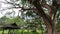 A big tree at the public park, Taman Wetland Putrajaya, green and beautiful scenery