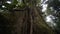 Big tree in rain forest