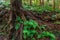 Big tree roots and fern in rainforest