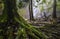 Big tree roots and mosses in the moist forest with waterfalls in the background,Khlong Lan waterfall,Kamphaeng Phet,Thailand