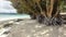 The big tree roots on the white beach, Saipan