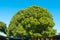 Big tree , Round shaped topiary green trees Japanese Temple in Tokyo , Japan