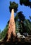 Big tree sequoia national park