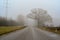 big tree in silhuette road and car a misty morning