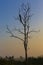 Big tree with sitting peacock silhouette sunrise red sky background at Udawalawe National Park, Sir Lanka.