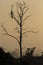 Big tree with sitting peacock silhouette sunrise red sky background at Udawalawe National Park, Sir Lanka.