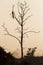 Big tree with sitting peacock silhouette sunrise red sky background at Udawalawe National Park, Sir Lanka.