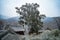 Big tree in snowy temple