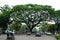 Big tree street view, Dhaka, Bangladesh