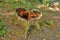 Big tree stump on clearing in a forest close-up