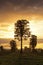 Big tree at sunset on New Zealand\'s south island