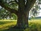 A big tree. Thick trunk and branches of an old tree. Green leaves