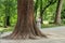 Big tree with a thick trunk in the park