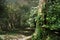 Big tree in tropical forests with sun light