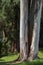 Big tree trunk of Eucalyptus tree. Summertime.
