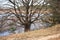 Big tree trunk pine in the woods