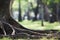 Big tree with trunk and roots spreading out beautiful on grass green in nature forest background with sunshine in the morning