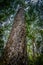 The Big Tree in Tsitsikamma, South Africa. Yellowwood
