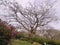 A big tree with umbrella shape of branches