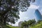 A big tree with view of fisheye lens