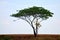 Big tree and view lanscape riverside of Nong Han lake