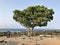 A big tree at viewpoint area of Nakijin-jo Site in Japan.