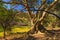 Big tree in Waterberg Plateau National Park, Kalahari, Otjiwarongo, Namibia, Africa