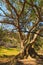 Big tree in Waterberg Plateau National Park, Kalahari, Otjiwarongo, Namibia, Africa