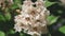 Big tree with white flowers. Flowers catalpa or catawba. East Asia and North America flowering plants