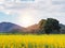 Big tree in yellow flowers field or springtime or summer background