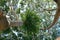 Big trees at Balboa Park, San Diego