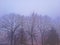 Big trees in the dense fog in winter global pollution of the planet
