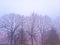 Big trees in the dense fog in winter global pollution of the planet