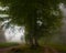 Big trees in the fog. Misty forest in the legendary ancient Greek Colchis, Caucasus,