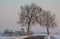 Big trees in frozen countryside in winter