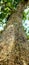 big trees with green and shady leaves make the environment