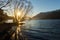 Big trees without leaves on the lake In the morning, the sun shines and sparkles in Lake Wakatipu