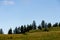 Big trees nice summer morning in green valley british columbia Canada