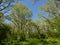 Big trees and shrubs in a sunny lush spring forest on the flemish countryside