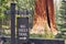 Big Trees Trail - hiking sign - Sequoia & Kings Canyon National Parks, California USA