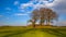 Big Trees on a tumulus grave mound in bright colors