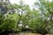 The big trees are very old.Cork tree, Mangrove apple