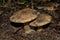 Big Tricholoma populinum mushrooms, closeup. Mushrooms in the thick poplar forest