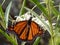 Big tropical butterfly close-up