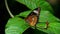 Big tropical butterfly sitting on green leaf