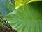 Big tropical green leaf natural background. Greenery leaves of A