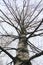 Big trunk of a birch with spreading branches of leaves against a light gray sky.